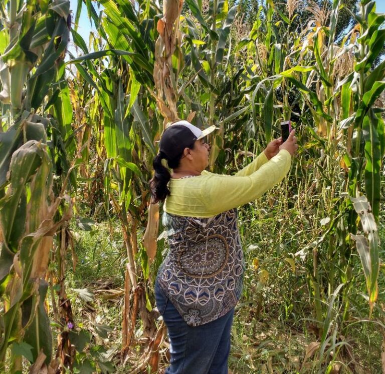 A woman stands facing to the left, holding up a phone with two hands, she's wearing a baseball cap, a yellow and purple shirt and jeans. She's standing in the middle of a cornfield.