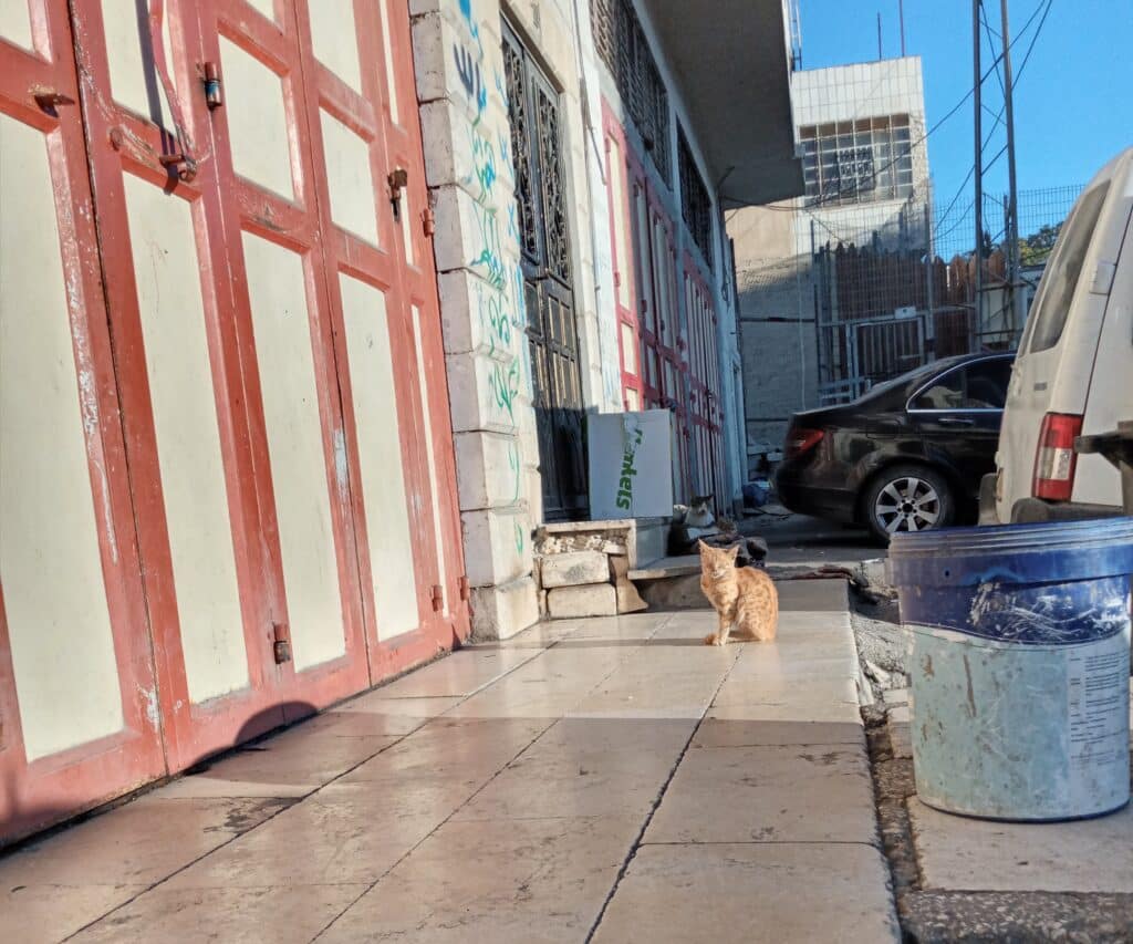 the sidewalk view when CPT monitors Salaymeh checkpoint, a tiled walkway beside closed metal doors, a cat sits in the sun, looking towards the camera.