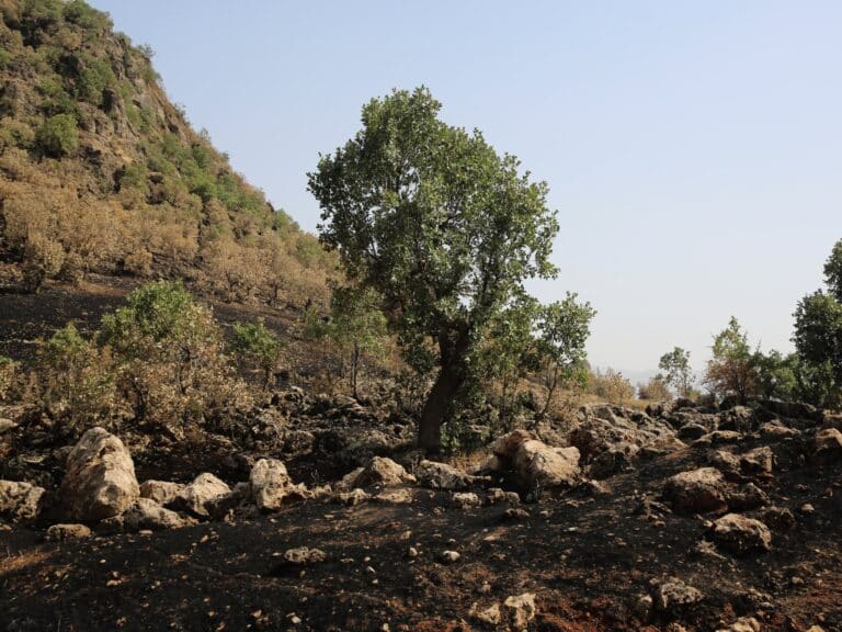 A tree standing amid a burned landscape