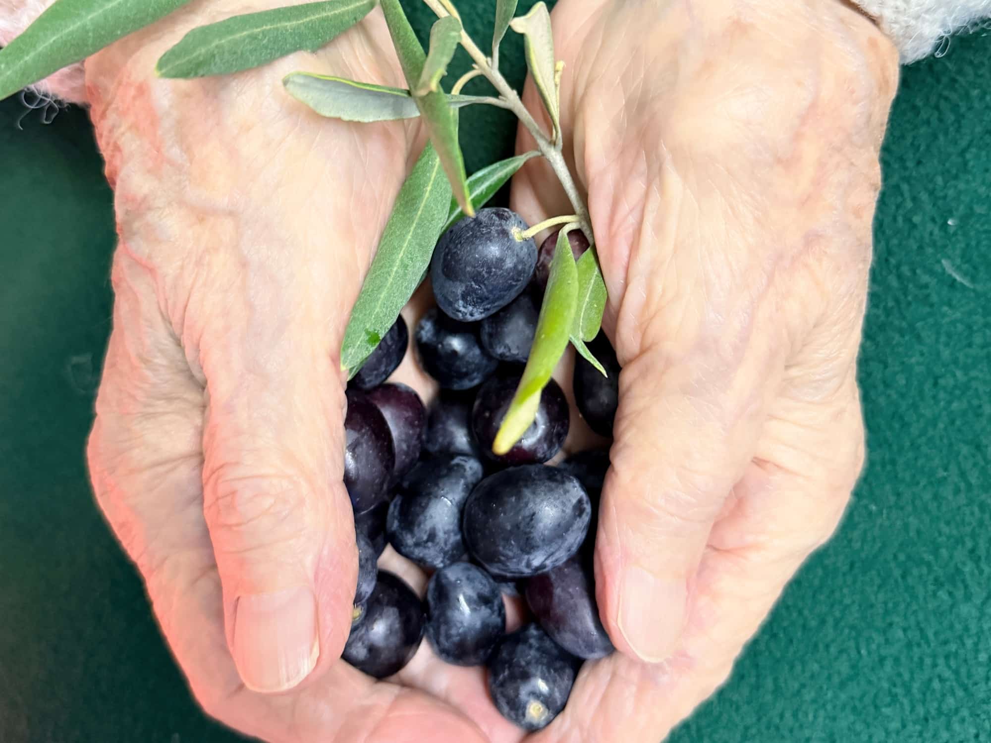 A woman's hands, holding olives
