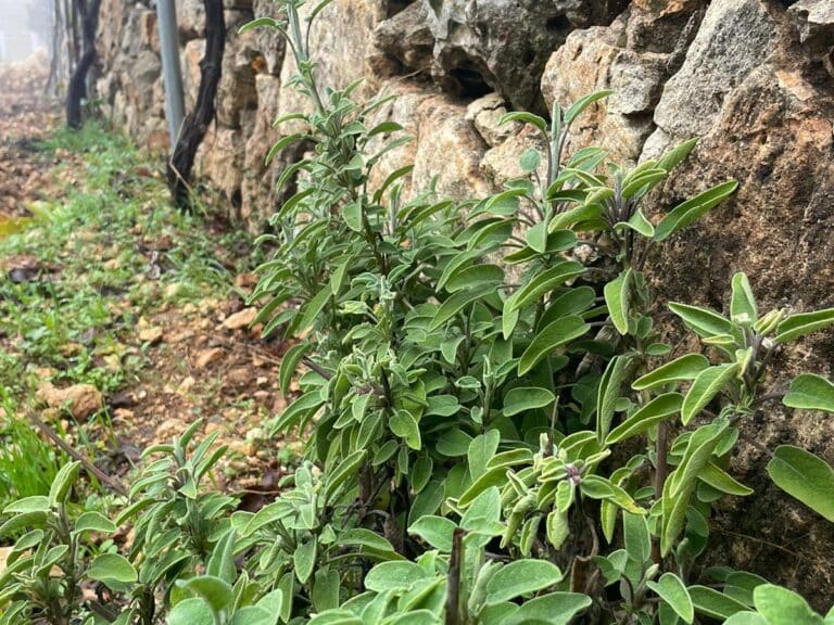 Vegetation growing out of a wall