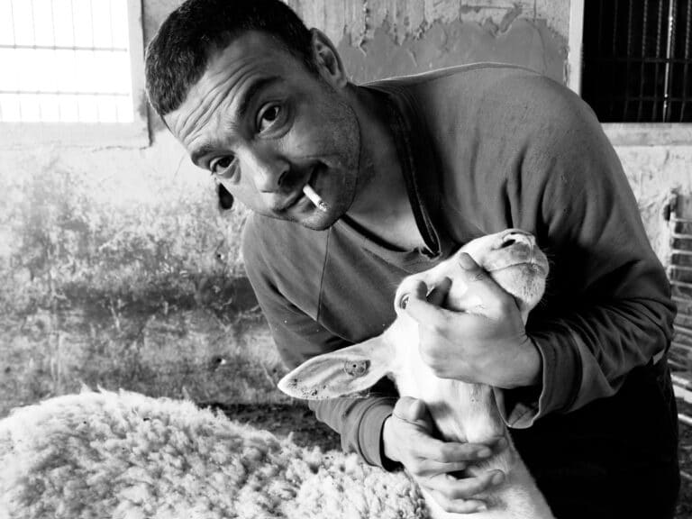 A man tends to his sheep