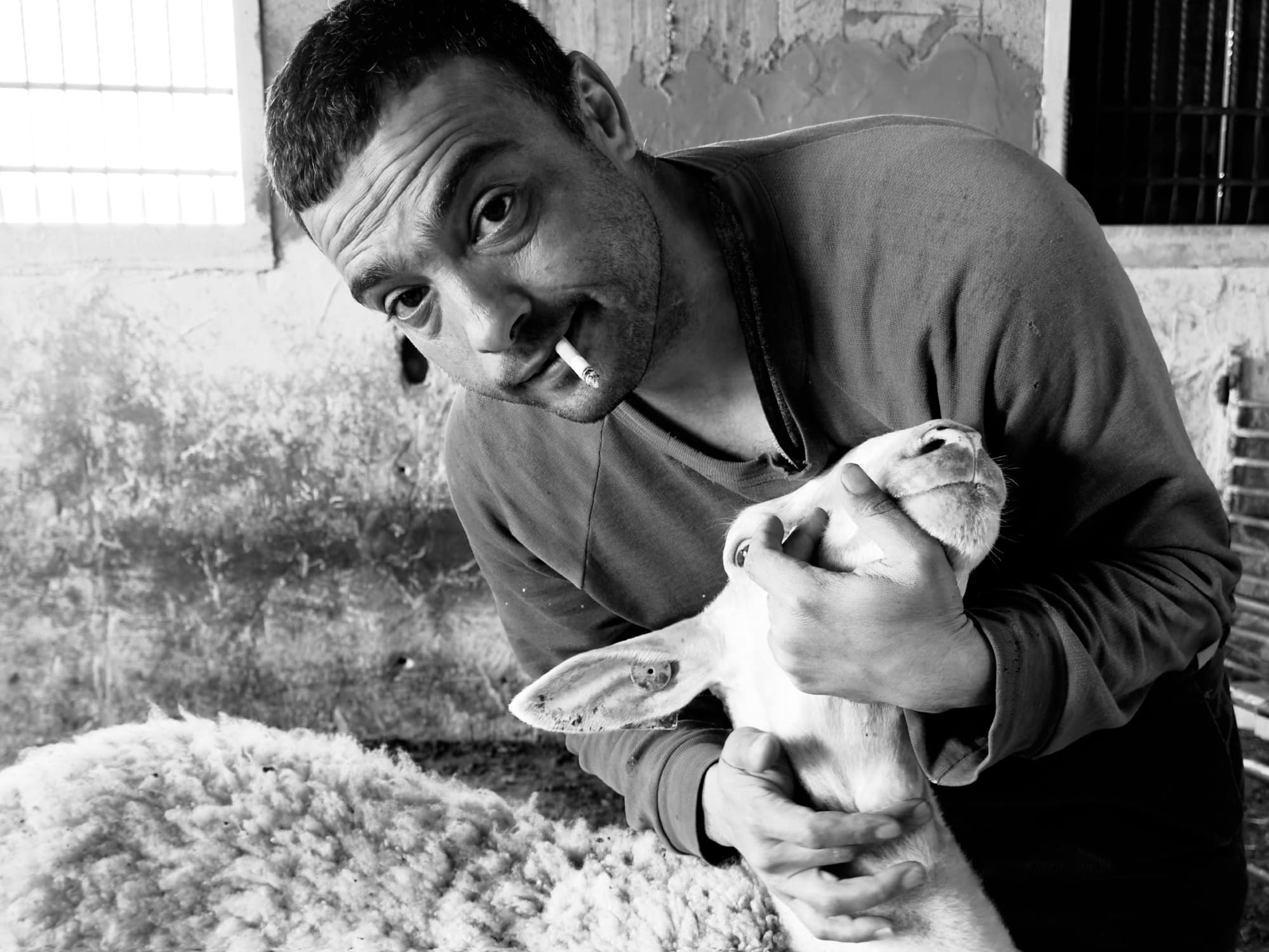 A man tends to his sheep