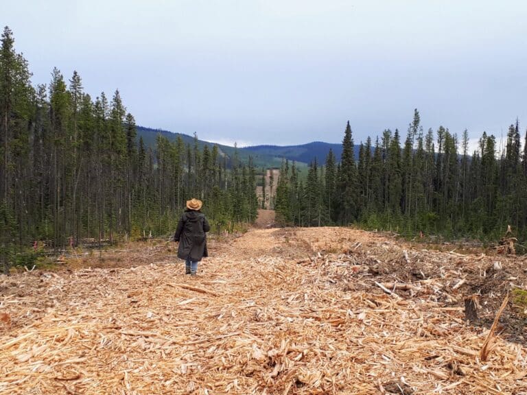 Logged trees in the middle of a forest