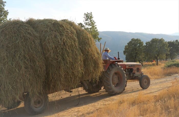 One of the men from Hezanke harvesting hay to feed the animals.